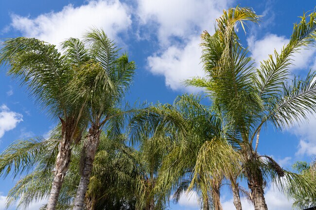 Queen palm trees thrive in the Goshen climate.