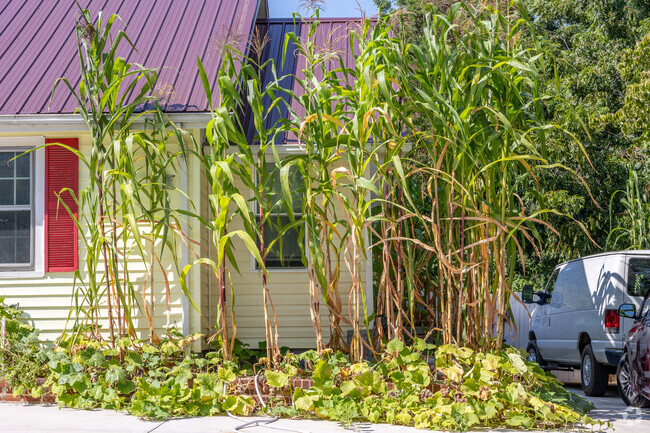 Sweet corn is showcased in the Konnoak neighborhood.