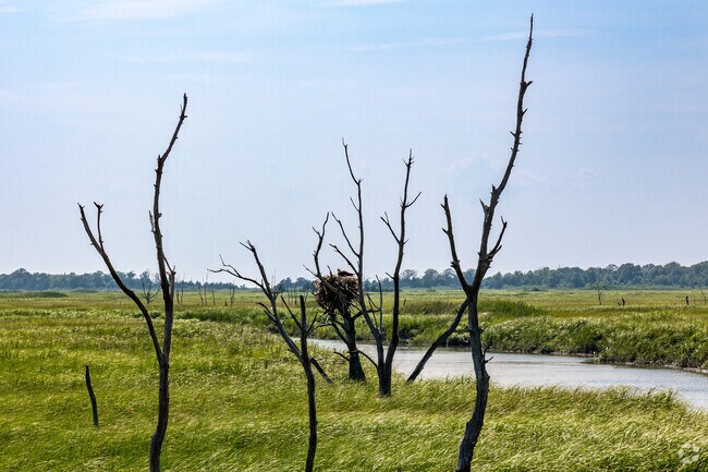 Maurice River Township wetlands are home to the osprey and other wildlife.