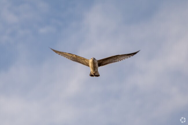 At sunset you can watch the birds dive for their dinner at Falls Lake near Elderberry Pond.