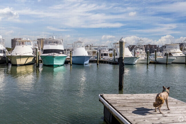 A dog holds lookout at the marina in the Shadowlawn neighborhood of Virginia Beach.