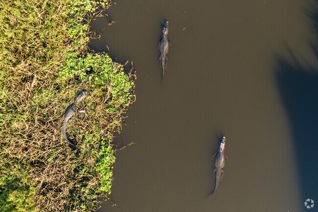 Gators glide through the waters of the bayou's of North Houma.