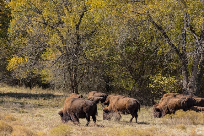 Residents of Ardmore can easily watch bison at the nearby Travertine Nature Center.