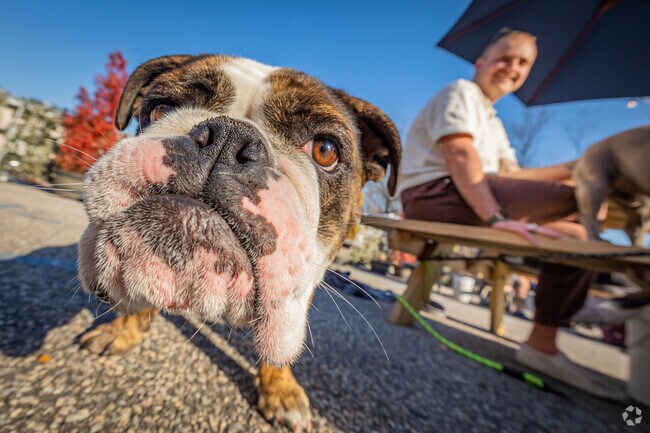 All dogs are welcome at Great South Bay Brewery in North Bay Shore.
