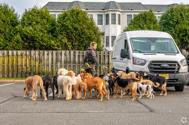 Here is a professional dog walker with plenty of clients in Mantoloking, NJ.