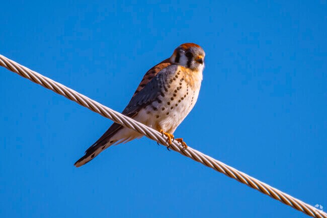 Fort Morgan, CO, is a haven for bird life, including majestic falcons. The region's diverse habitats attract various species, making it ideal for birdwatching enthusiasts. Falcons, with their incredible speed and grace, embody the beauty of nature and enhance the area's rich wildlife diversity.
