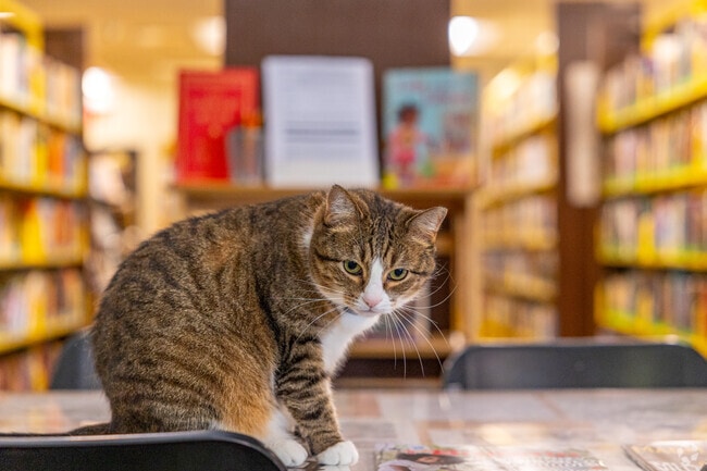 While searching for a new book, be sure to give the Collingdale Public Library kitty a pet.