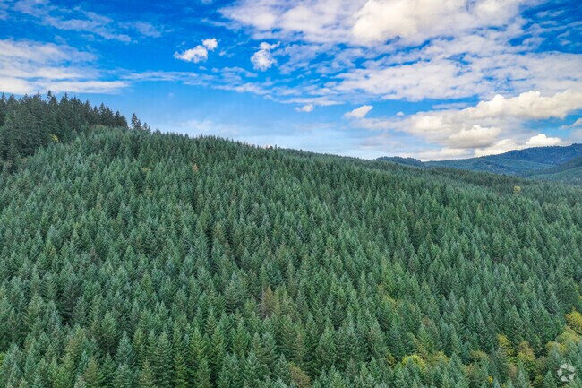 There are plenty of forest throughout the Curtin neighborhood.