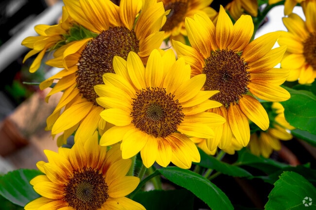 The gardens at Bok Tower feature many different species of flora, and changes with the seasons.