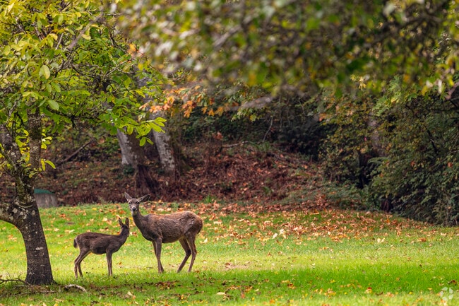 A mother deer and her doe stand motionless watching in the trees.