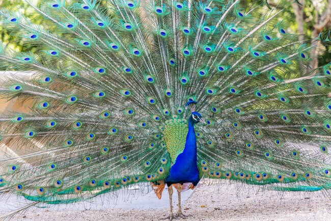 The Dunnell Nature Park is full of amazing peacocks in Rancho Solano.