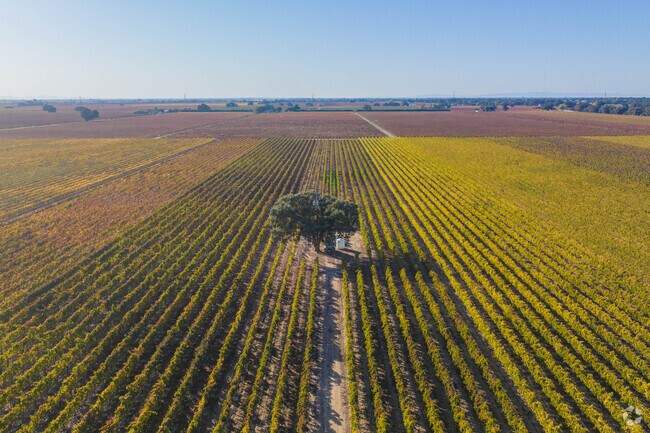 As you drive around North Lodi and the areas around, you won't believe the beauty of the vines.