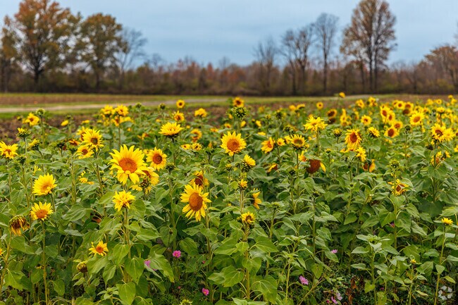 Come to Waterman's Family Farm in Southeast Indianapolis to see the beautiful sunflowers.