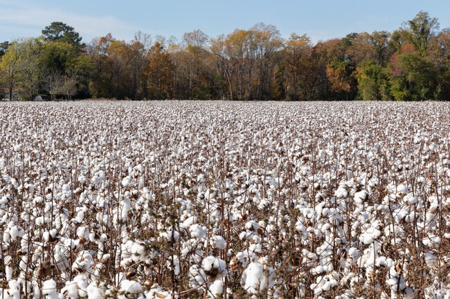 Chuckatuck has a variety of farmland and is known for its cotton fields.