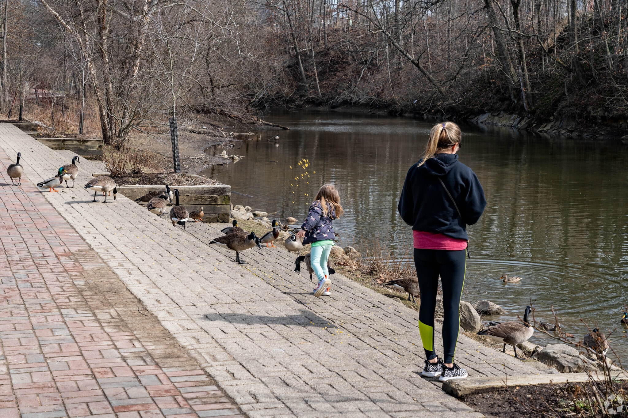 Chagrin Falls residents enjoy feeding the geese at River Run Park.