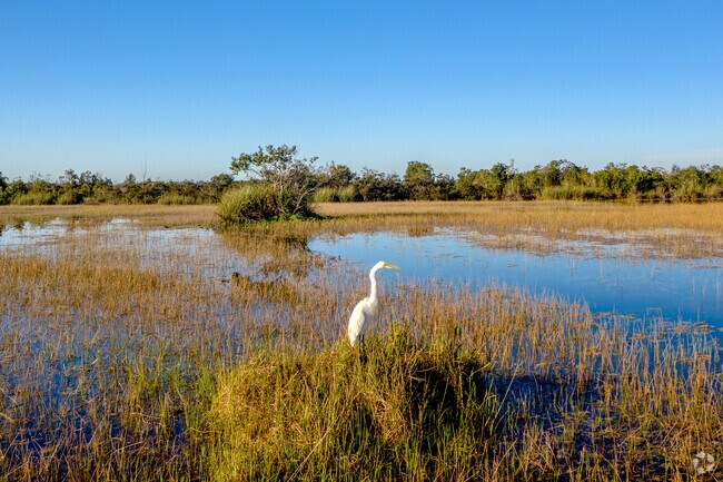 Graceful heron at Tall Cypress Natural Area in Turtle Run Neighborhood of Coral Springs, FL.