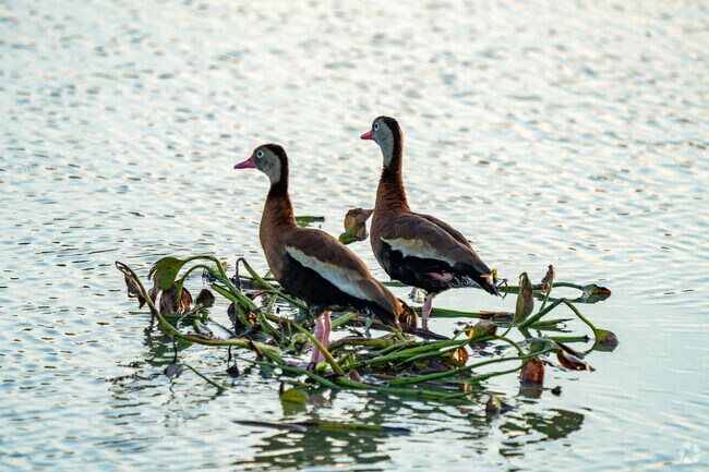 Various species of ducks can be found throughout the San Benito area.