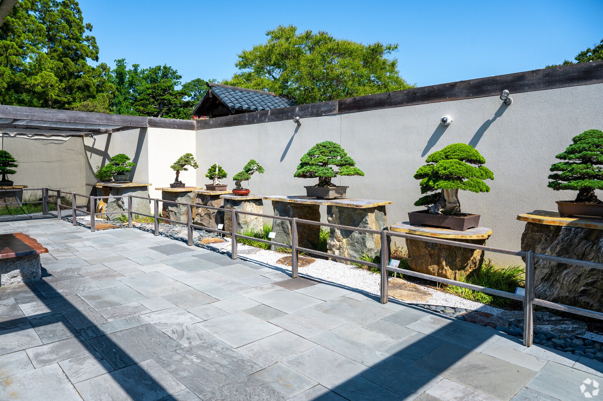 Bonsai Trees at the National Arboretum, not far from Ivy City.