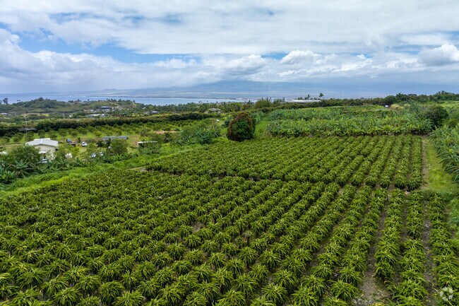 Farms in Waihee raise various types of tropical produce.