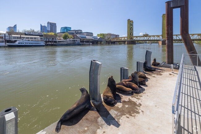 You never know what you may see down at the banks of the Sacramento River.