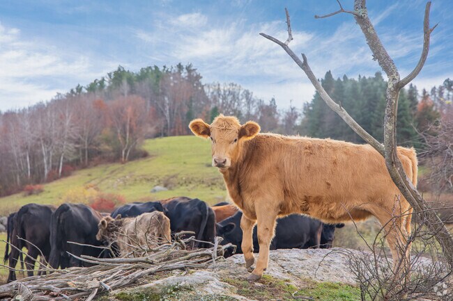 Beech Hill Farm in Hopkinton is a scenic farm offering a barn and seasonal ice cream stand.