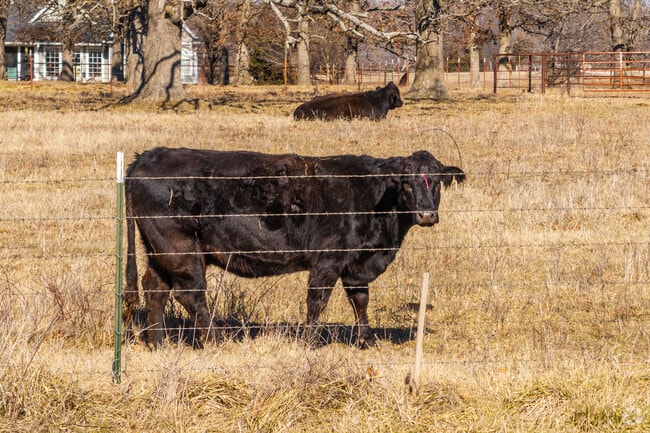 Cattle share fences with humans in the outer parts of Neosho.