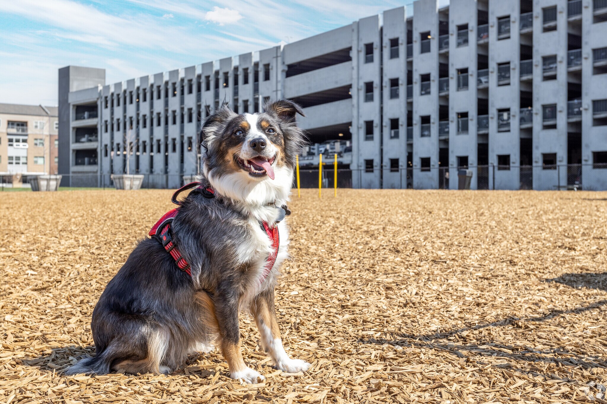 Canine Courtyard Bark Park has dedicated areas for large and small dogs.