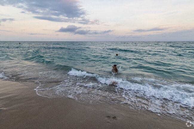 Watch your dog enjoying the beach at Spanish River Bark Beach in Highland Beach, FL.