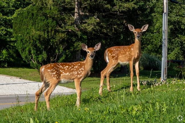 Keep an eye out for wildlife in Willoughby Hills, you’ll be surprised what you see!