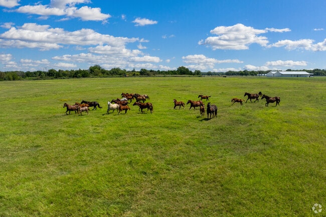 Horses roam the open fields in Whitesboro.