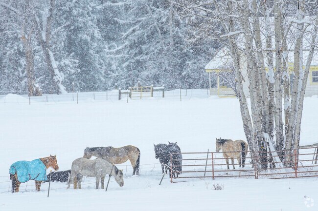 Surrounded by pristine wilderness, Edwards is a paradise for wildlife lovers. From bald eagles soaring above the Eagle River to moose wandering through aspen groves, this mountain town offers endless opportunities to connect with nature in every season.