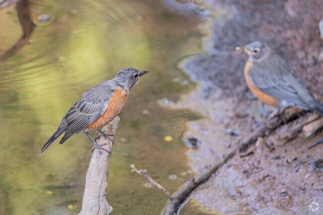 At Martin Park Nature Center, you can spot adorable American Robins.