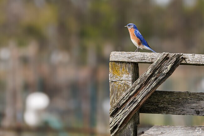 The Long Reach community garden attracts visitors of all species.