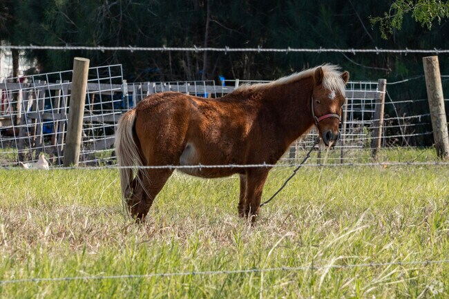 Horses are abundant in this area.
