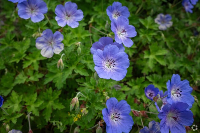 Colorful flowers and plants can be found around various parks in Sapphire.