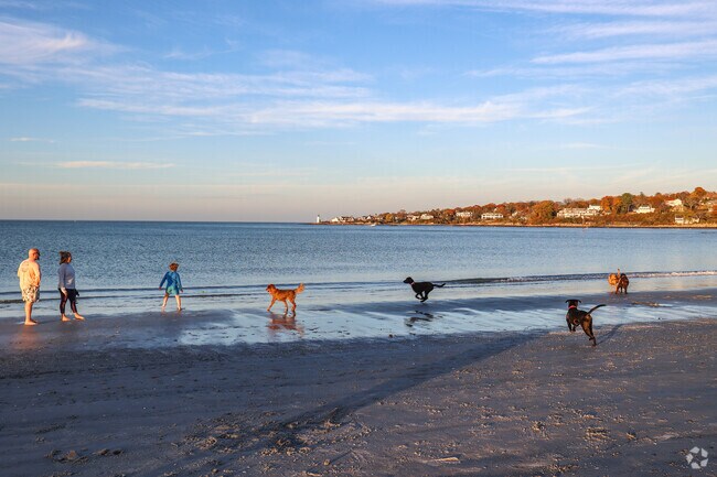 Dogs play on the shore off season at Wingaersheek Beach in West Gloucester.