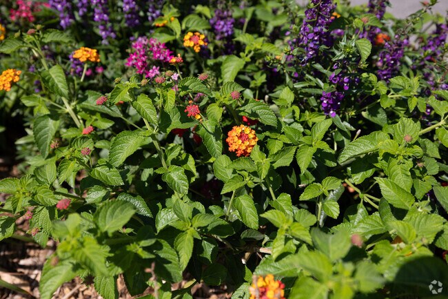 Landscaping on the south side of Denniston Park is well maintained by nearby retailers.