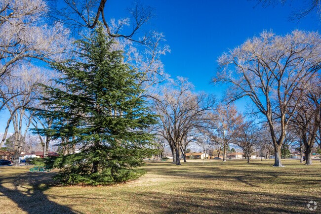 A large pine tree grows in the middle of Taylor Park.