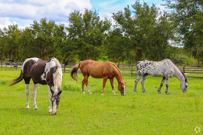 Homeowners in Happy Trails keep horses on their larger plots of land.