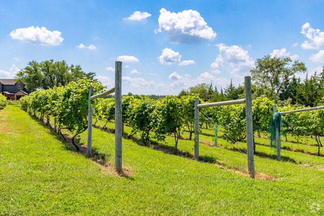 Cellar 426 Winery's vineyard produces the grapes used to make their wine.