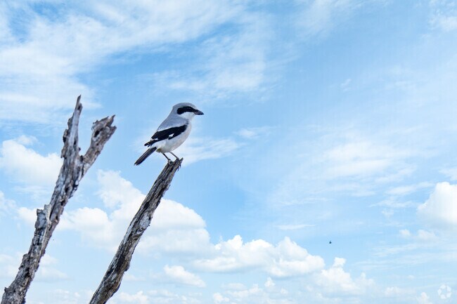 Bird lovers will find this the perfect place to call home.