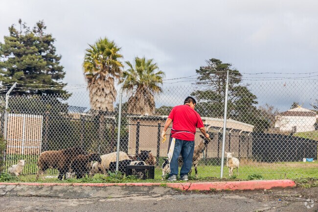 It's common to see people in El Sobrante raising livestock.