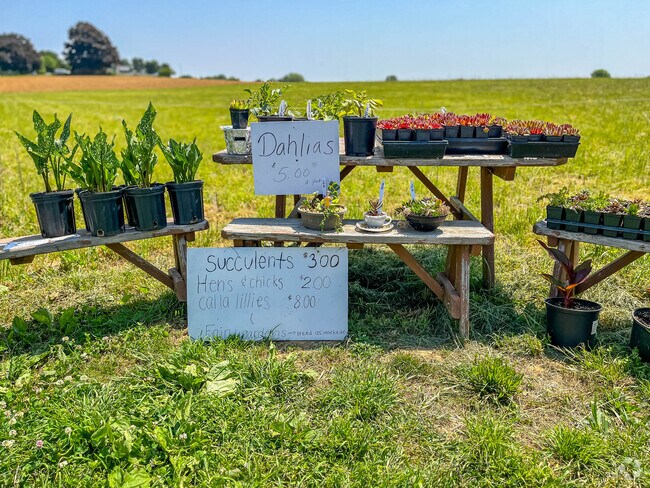 Roadside stands are common in Witmer and offer fresh produce and flowers.