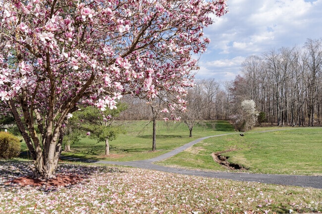 Cherry trees blossoming at Marlboro Meadows Park, in Upper Marlboro.
