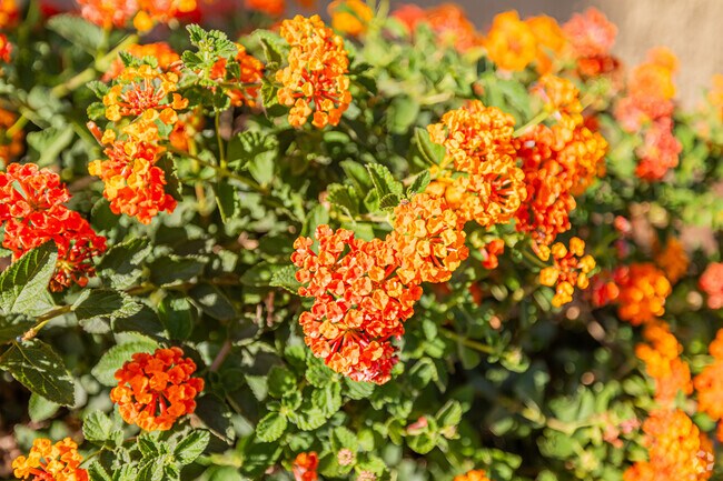 Bright Vibrant flowers are strewn across Rancho San Miguel.