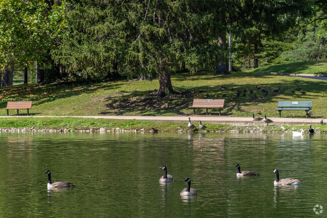 Fairview Park geese relax in their pond, located near Fairlawn.