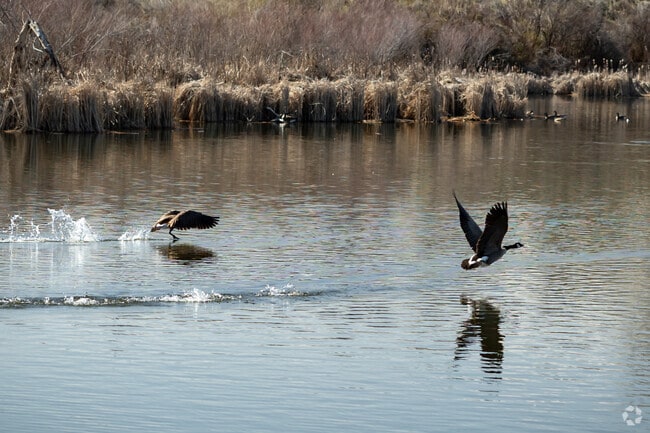 Waterfowl take flight at the Hyatt Hidden Lakes Reserve near West Boise, ID.