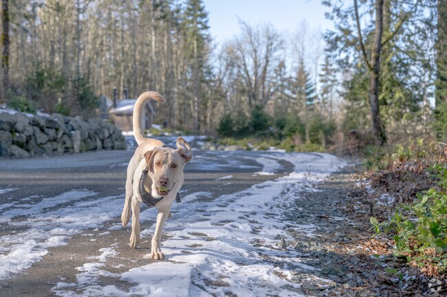 Take your dog for a walk on the pet-friendly trails of Little Mountain Park in Mount Vernon.