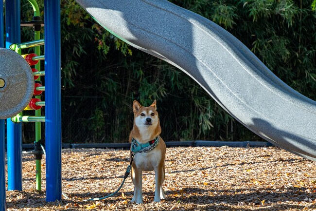 Walk your dog to the Marion Ave Playground.