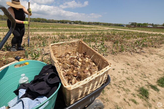 Pick all the tulip bulbs you want on certain days at Waterdrinker Farm in Manorville.